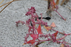 Atriplex prostrata