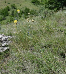 Centaurea orientalis