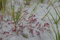 Atriplex prostrata