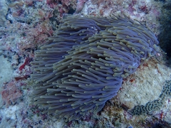 Heteractis magnifica