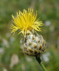 Centaurea orientalis
