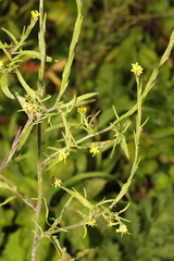 Sisymbrium officinale