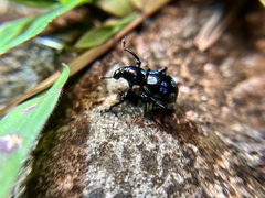 Pachyrhynchus sarcitis