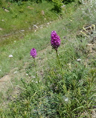 Anacamptis pyramidalis