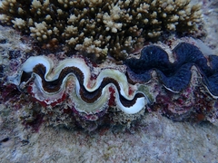 Tridacna maxima