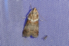 Acrobasis tumidana