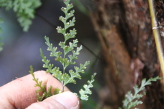 Hymenophyllum demissum
