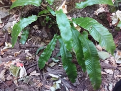 Asplenium scolopendrium