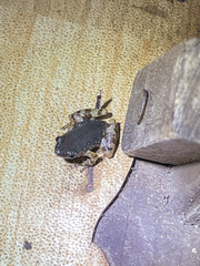 Chaperina fusca