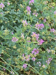 Medicago sativa