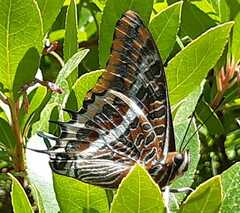 Charaxes jasius