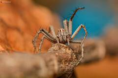 Oxyopes