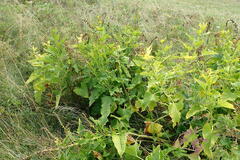 Blitum bonus-henricus