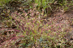 Iseilema macratherum