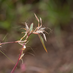 Iseilema macratherum