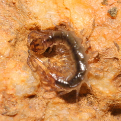 Chilopoda