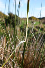 Juncus pallidus