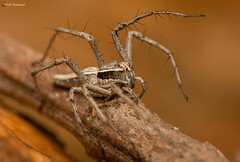 Oxyopes