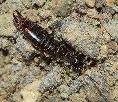 Euborellia annulipes