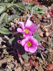 Oxalis purpurea
