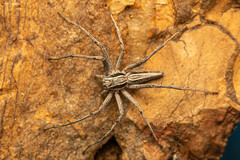 Oxyopes