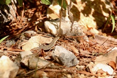 Podarcis siculus campestris