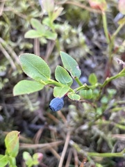 Vaccinium myrtillus