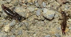 Euborellia annulipes