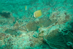 Chaetodon kleinii