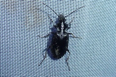 Agonum