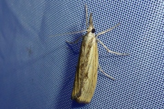 Agriphila straminella