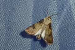 Agrotis puta
