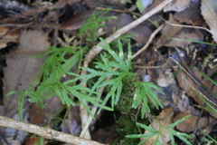 Lycopodium volubile