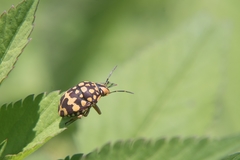 Orsilochides scurrilis