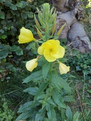 Oenothera glazioviana