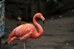 Phoenicopterus