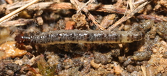 Insecta
