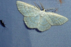 Cabera exanthemata