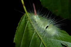 Calliteara pudibunda