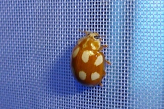 Calvia decemguttata