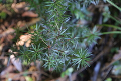 Leptecophylla juniperina