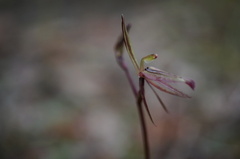 Cyrtostylis reniformis
