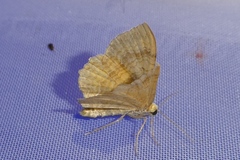 Camptogramma bilineata