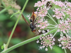 Vespa velutina nigrithorax