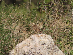Lullula arborea