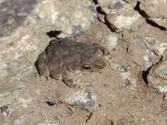 Duttaphrynus stomaticus