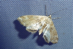 Cataclysta lemnata