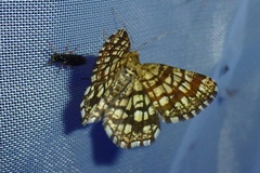 Chiasmia clathrata
