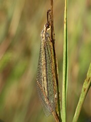 Macronemurus appendiculatus