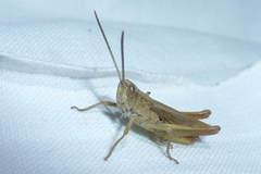 Chorthippus dorsatus